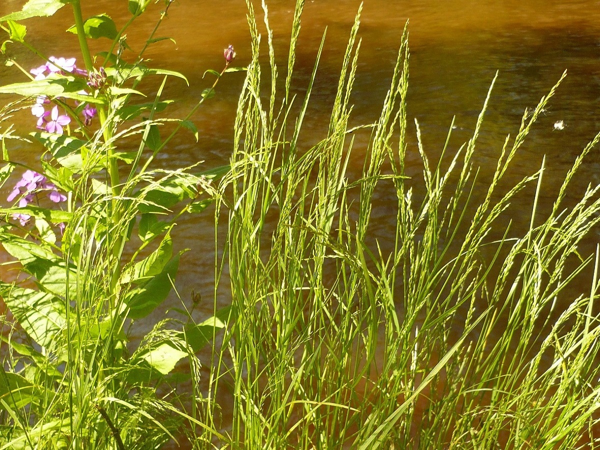 Poa nemoralis subsp. nemoralis (Poaceae)